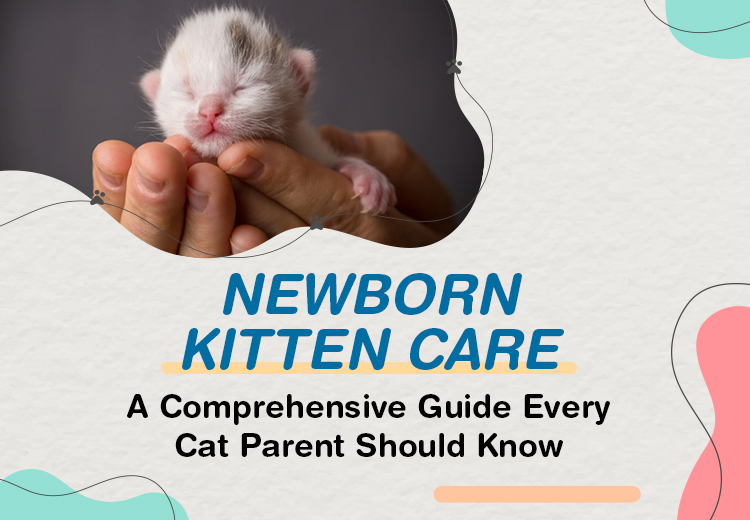Newborn Kitten Care: Essential Tips Every Cat Parent Should Know